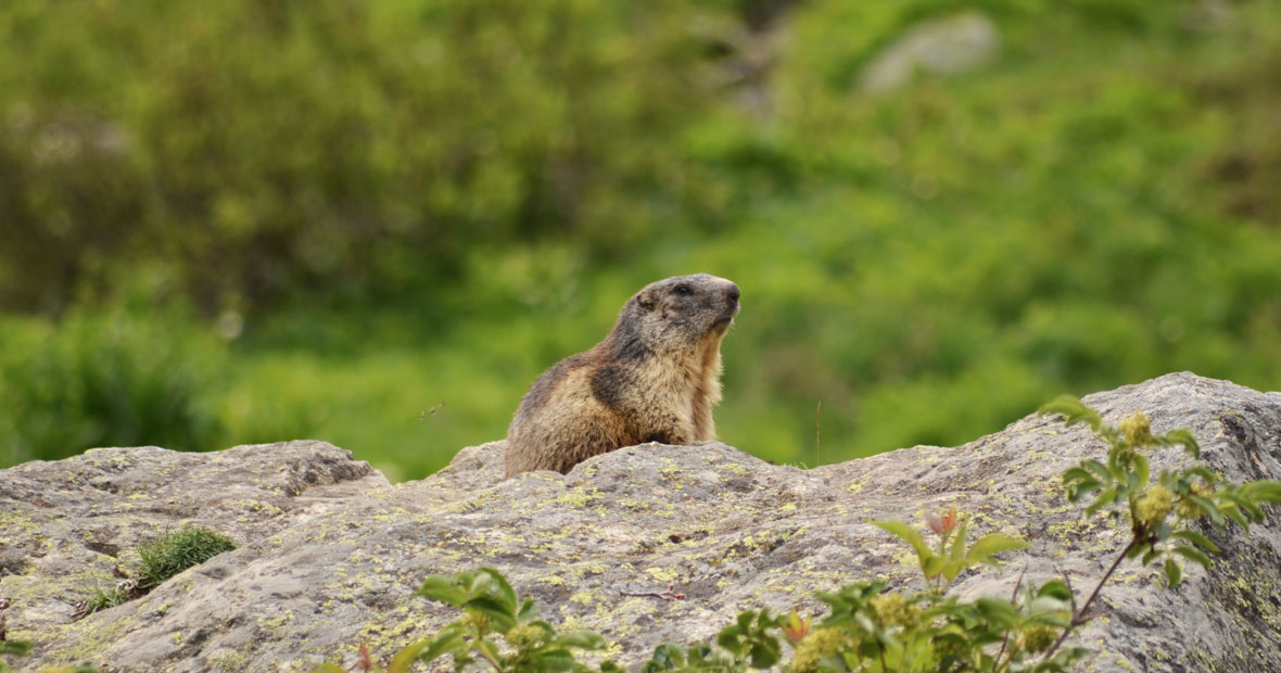 parc animalier marmotte